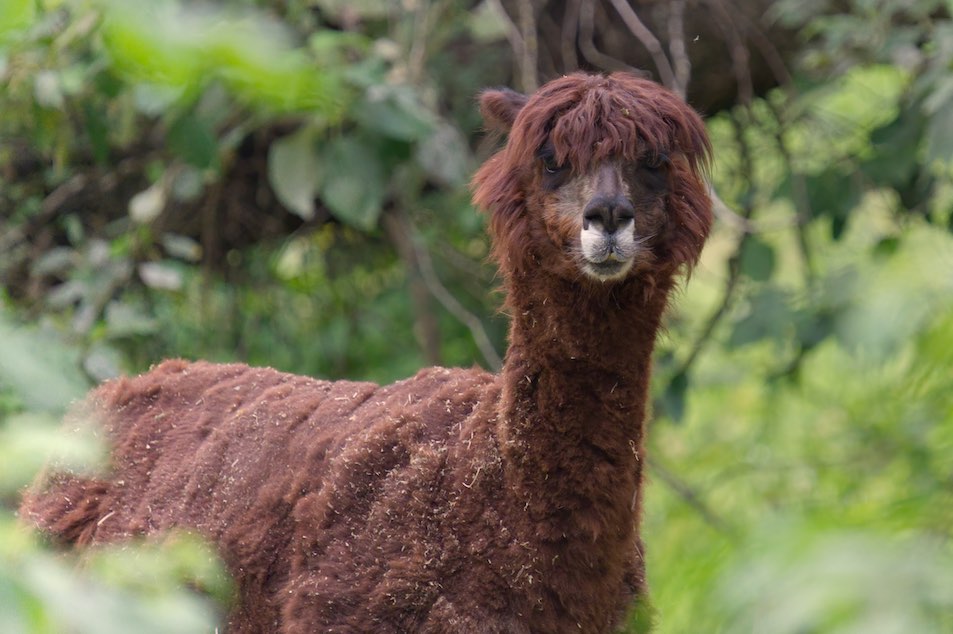 Alpaca 0811